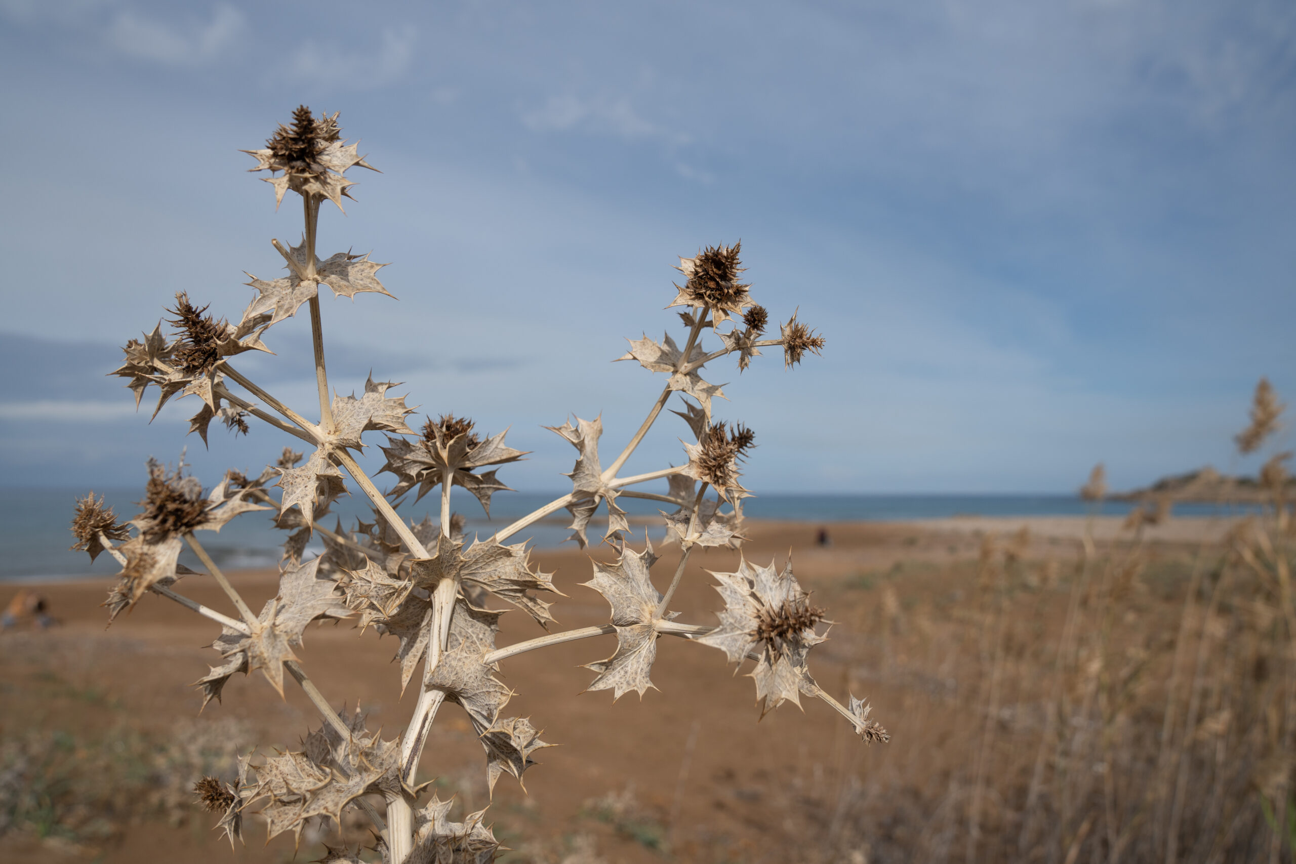 From Boreal to Mediterranean – are we similar enough to collaborate?