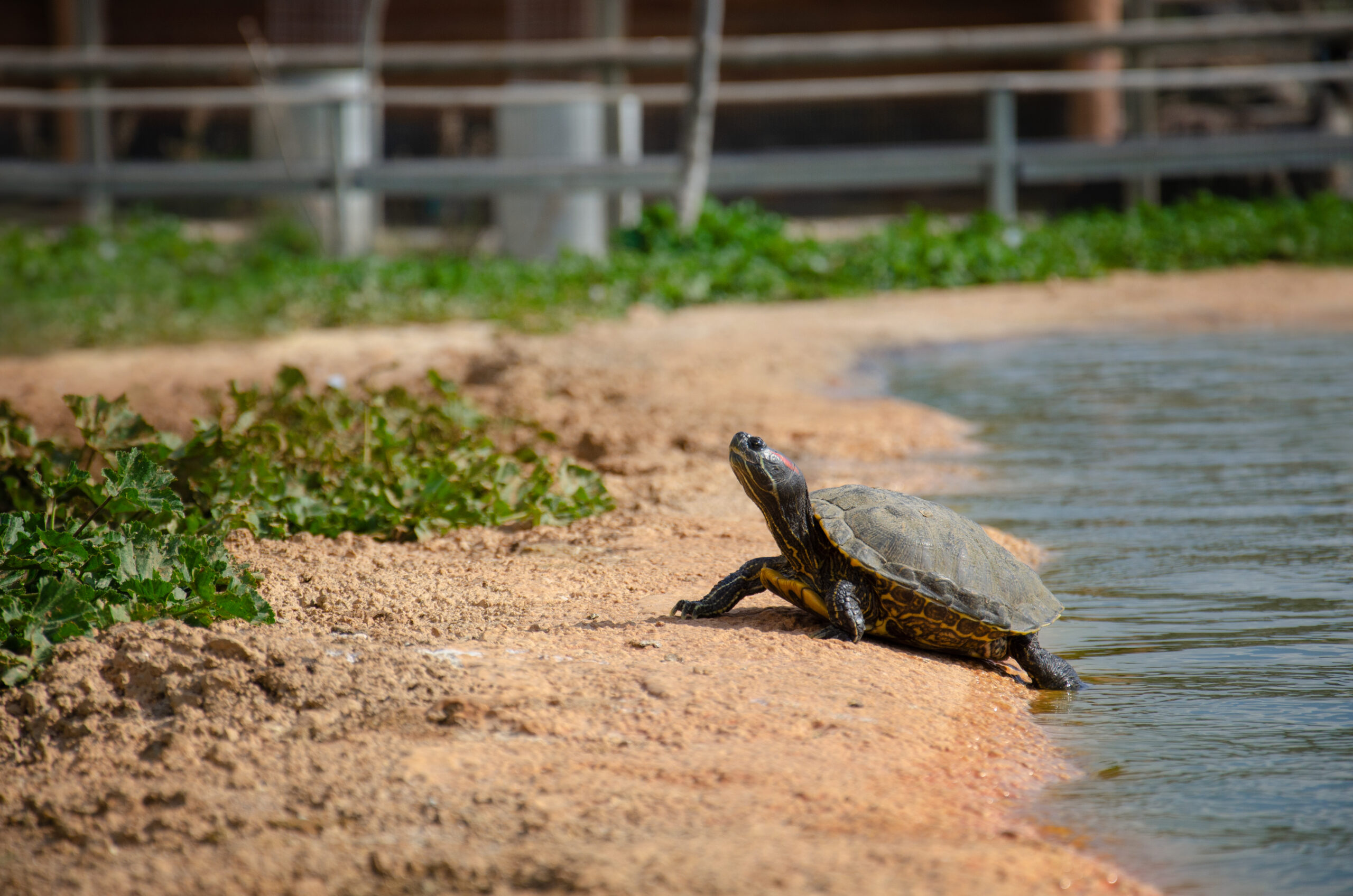 Should They Stay or Should They Go? The Role of Exotic Pets in the Global Biodiversity Crisis