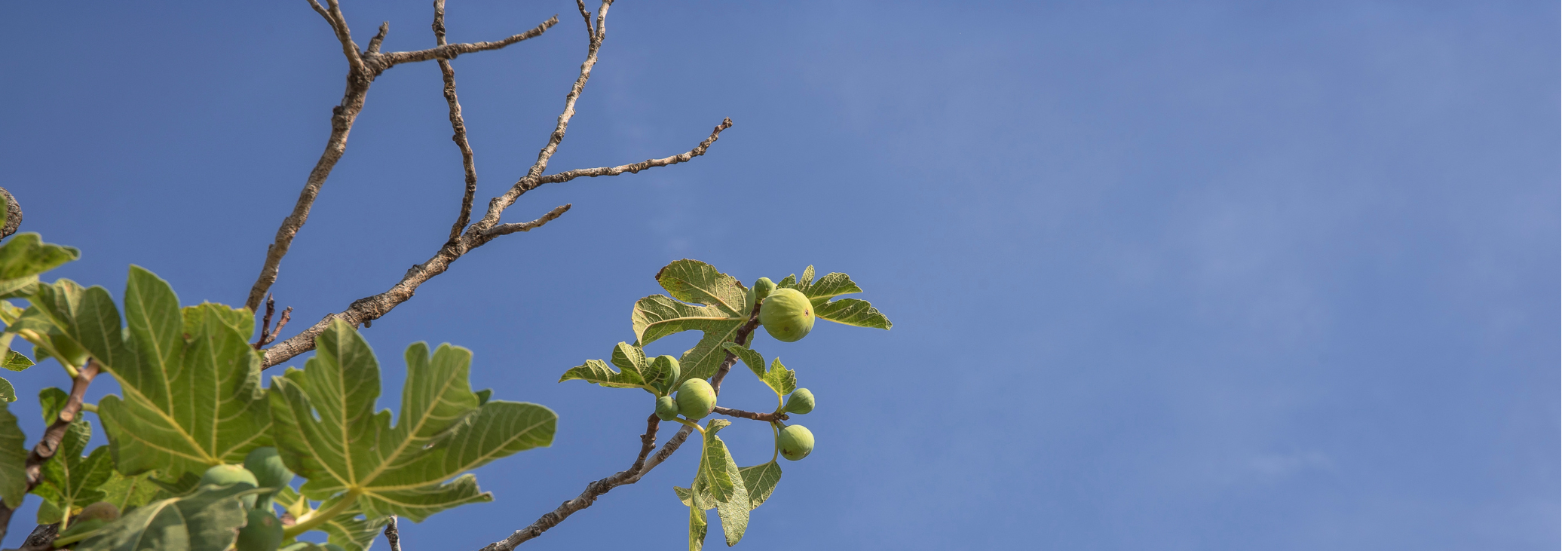 A Table Set for Change: Food, Water, and the Climate Crisis in Cyprus