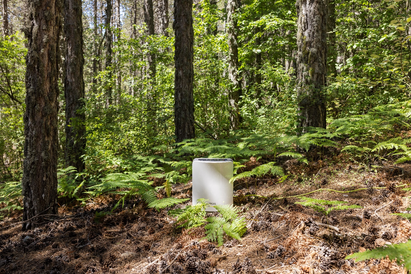 Breathing Beyond: Reframing Air as a Shared Vitality